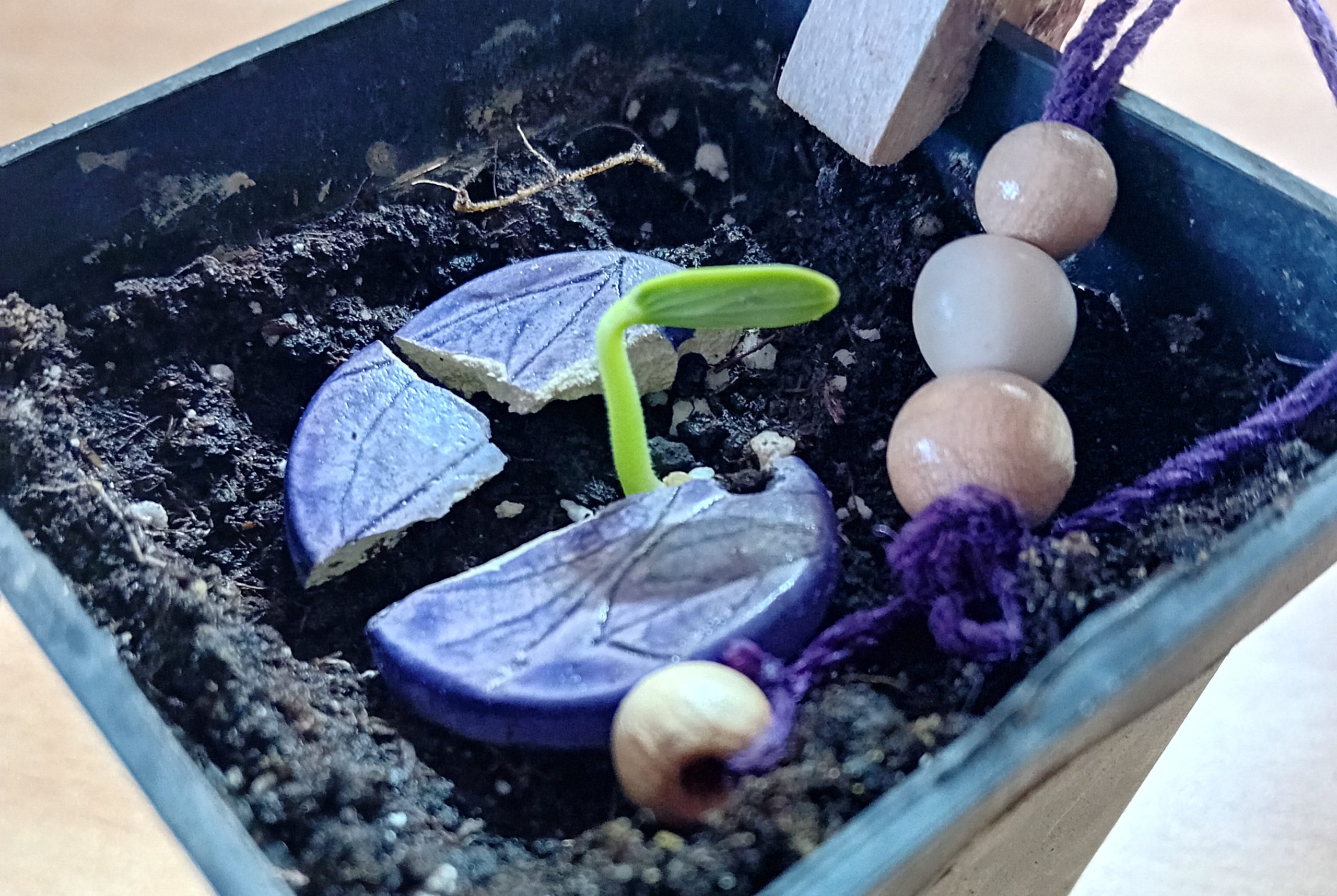 Quand planter mon bijou Modibulle ?